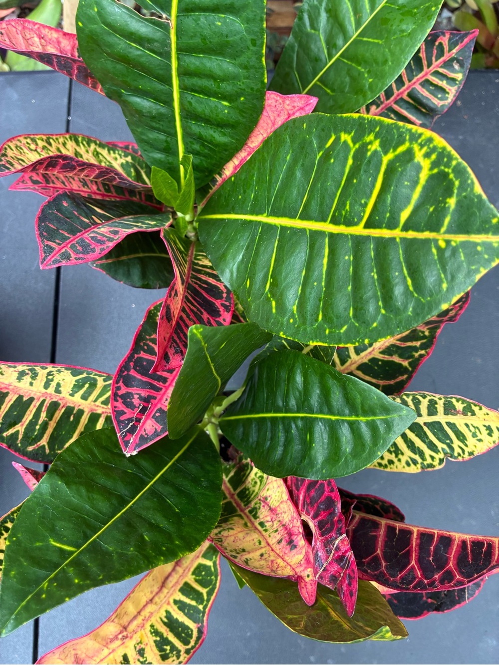 Tropical Variegated Croton Plant - Green, Yellow & Pink